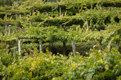 Los Viñedos - Galería de imágenes - Imagen: 4